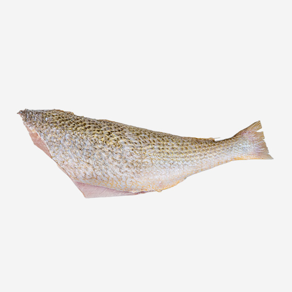 Corvina Yellow Croaker Pan Ready