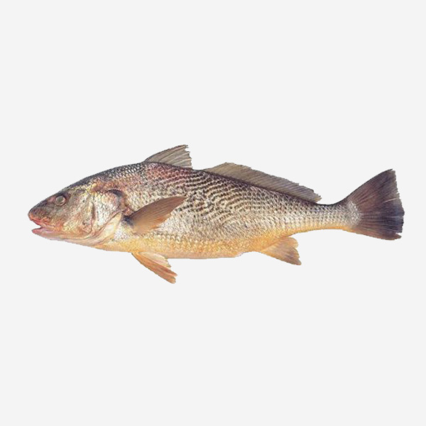 Corvina Yellow Croaker Whole Round