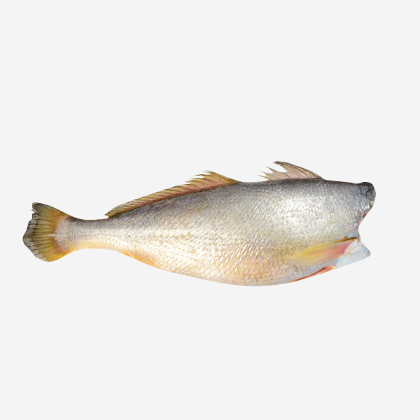 Golden Corvina HGS