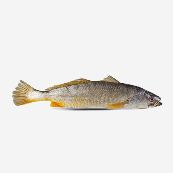 Golden Corvina Whole Round
