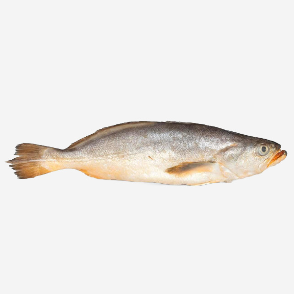 King Weakfish Bangamary Whole Round